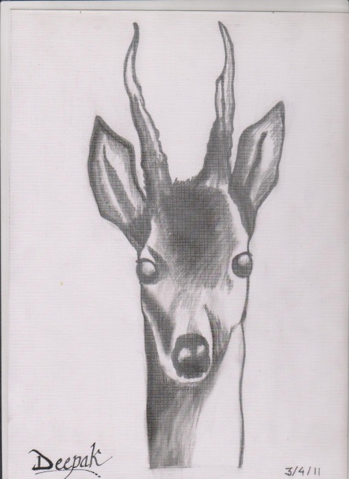 Deer By Deepak Yadav - DesiPainters.com