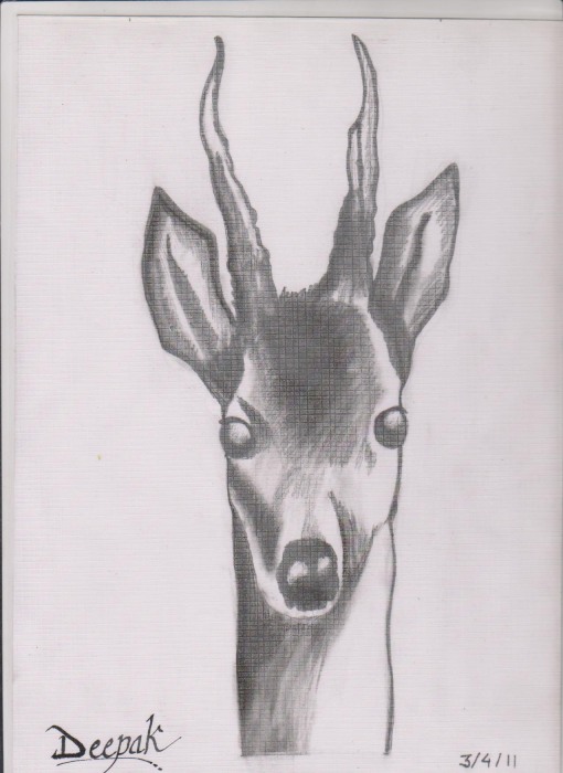 Deer By Deepak Yadav