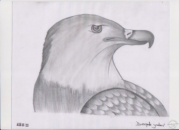 Eagle Sketch - DesiPainters.com