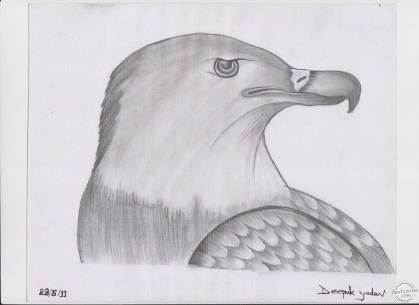 Eagle Sketch