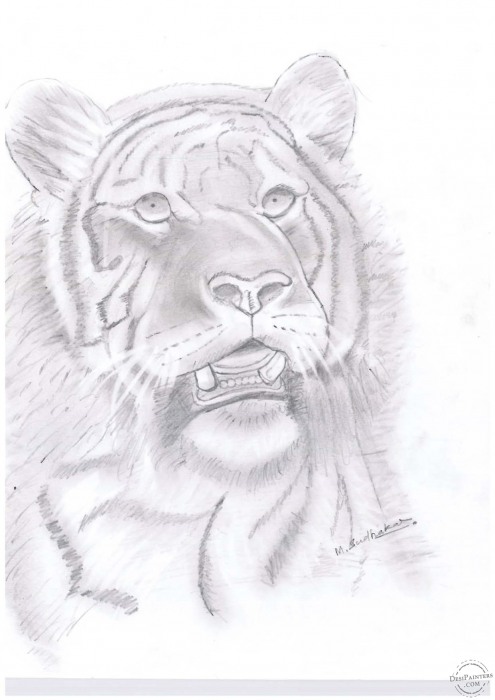 Tiger Pencil Sketch - DesiPainters.com