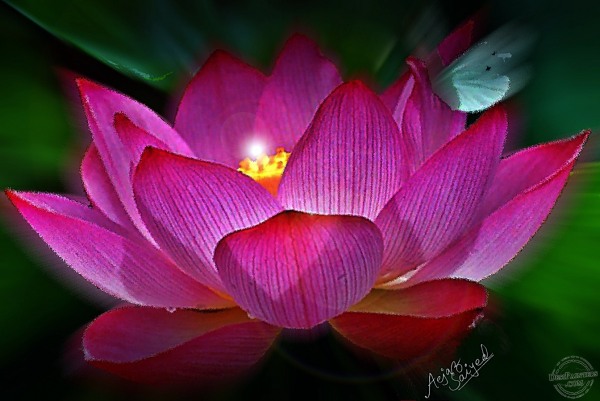 Digital Painting of Lotus - DesiPainters.com