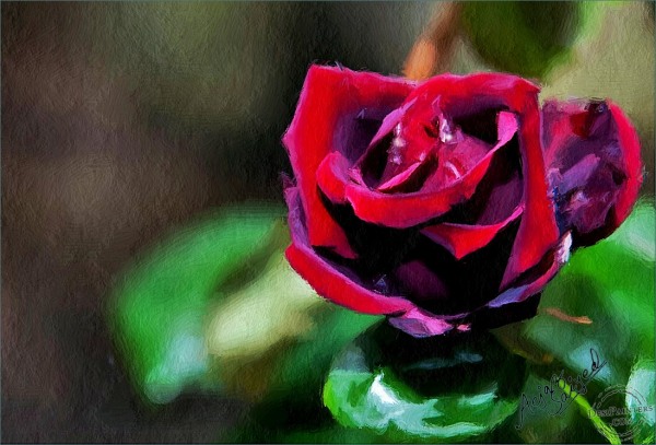 Digital Painting of Rose
