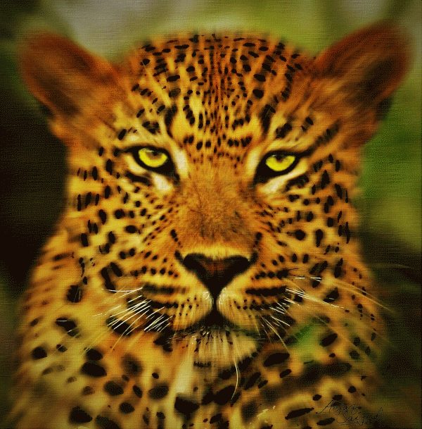 Digital Painting of Cheetah 