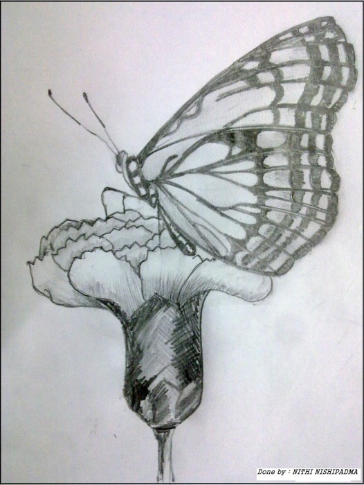 Pencil Sketch of Butterfly - DesiPainters.com