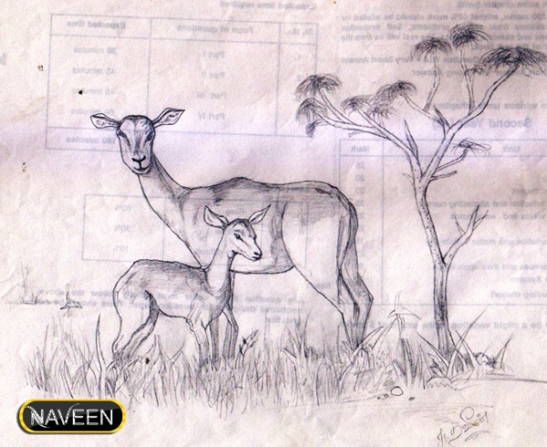 Pencil Sketch of Deer - DesiPainters.com