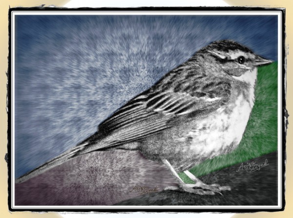 Digital Painting of Sparrow - DesiPainters.com