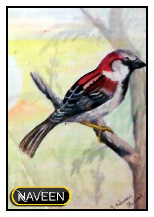 Watercolor Painting of Bird
