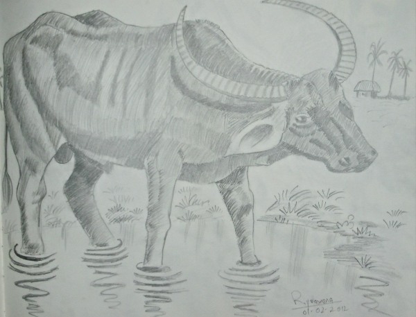 Pencil Sketch of Bull - DesiPainters.com