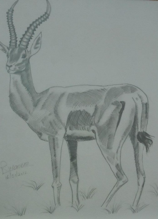 Pencil Sketch of Black Buck - DesiPainters.com