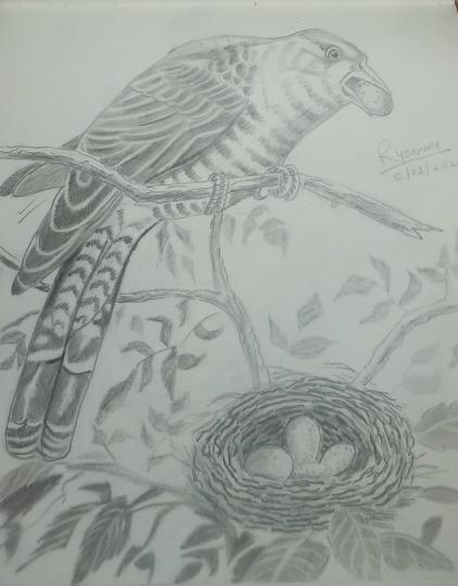 Pencil Sketch of Eagle - DesiPainters.com
