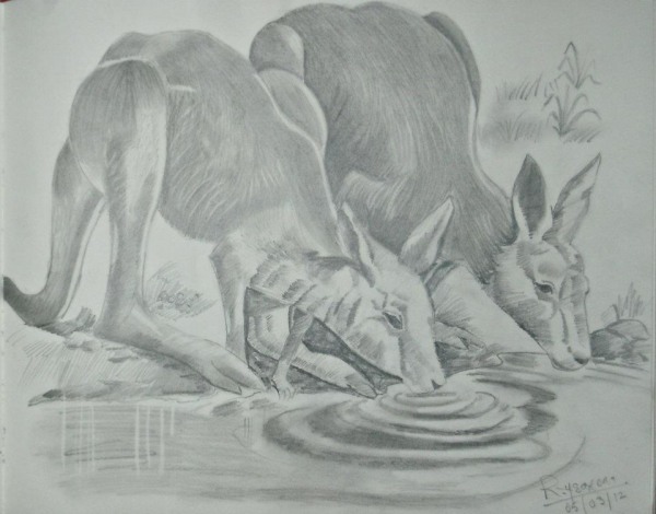 Pencil Sketch of Kangaroo - DesiPainters.com