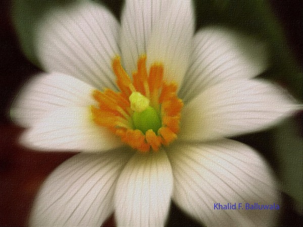 Digital Painting of a White Flower