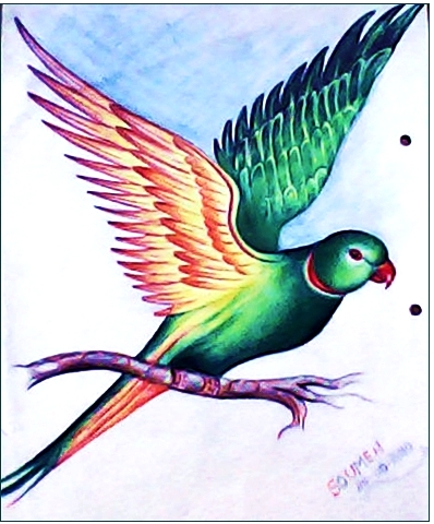 Pencil Color Sketch of Bird - DesiPainters.com