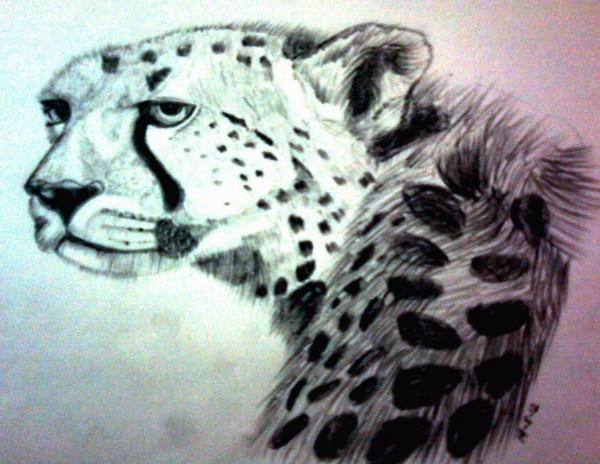 Cheetah Pencil Sketch 