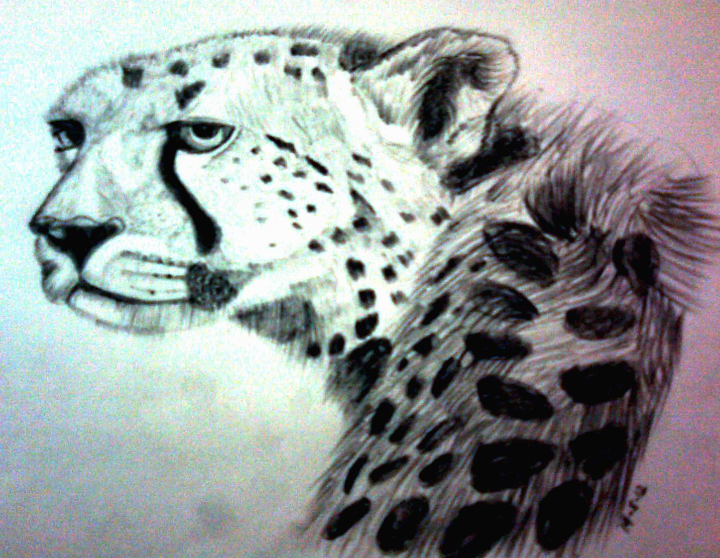 Buy Art Print of 'fierce', CHEETAH PORTRAIT Original Graphite Pencil Drawing  on Grainy Paper, Animal Art and Drawing Online in India - Etsy