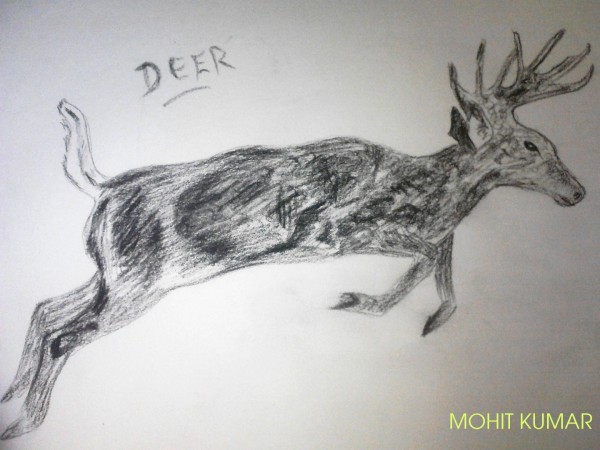 Deer Pencil Sketch - DesiPainters.com