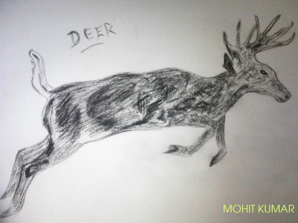 Deer Pencil Sketch