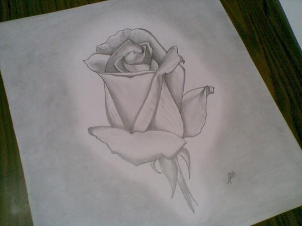 Beautiful Rose Pencil Sketch - DesiPainters.com