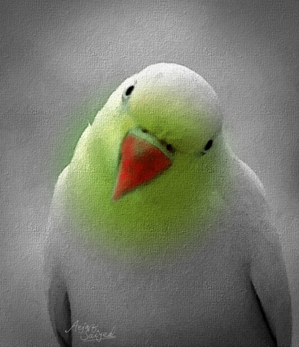 Digital Painting of Parrot
