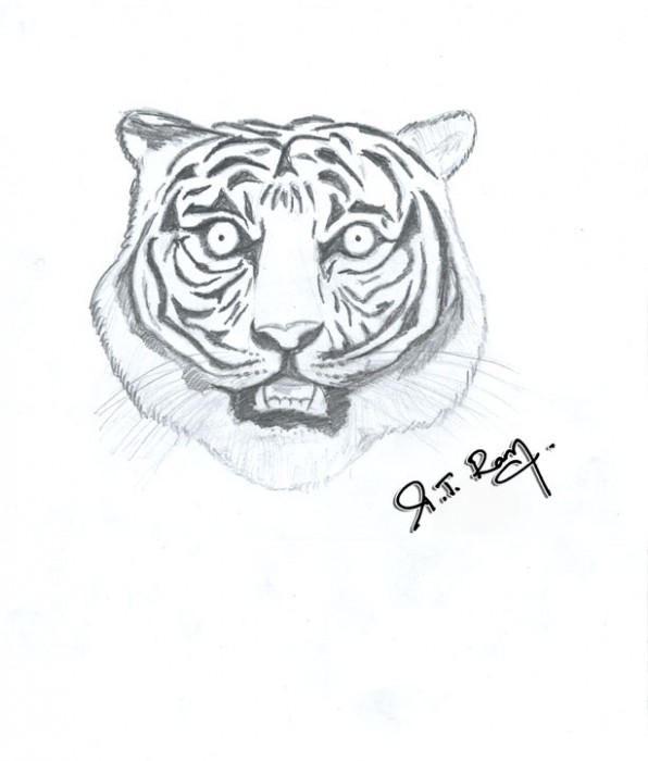 Sketch Of A Tiger - DesiPainters.com
