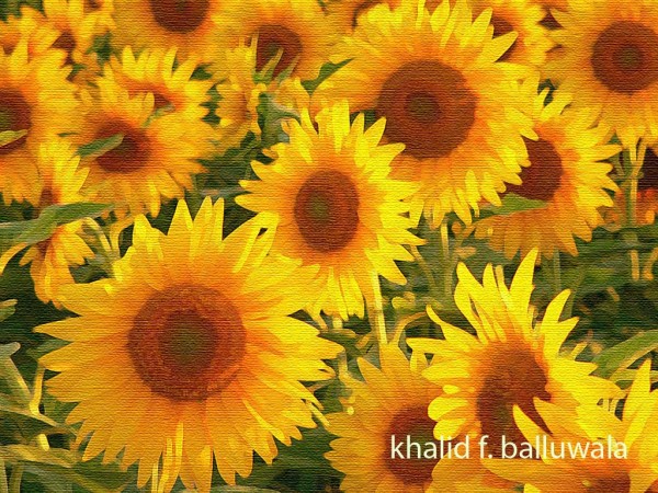 Digital Sketch Of Sunflowers - DesiPainters.com