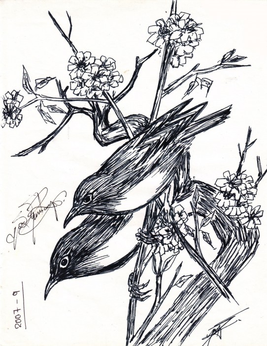 Pencil Sketch Of Birds - DesiPainters.com