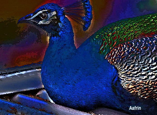 Digital Painting Of A Peacock