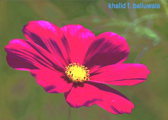 Digital Painting Of A Flower
