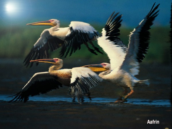 Digital Painting Of Flying Birds