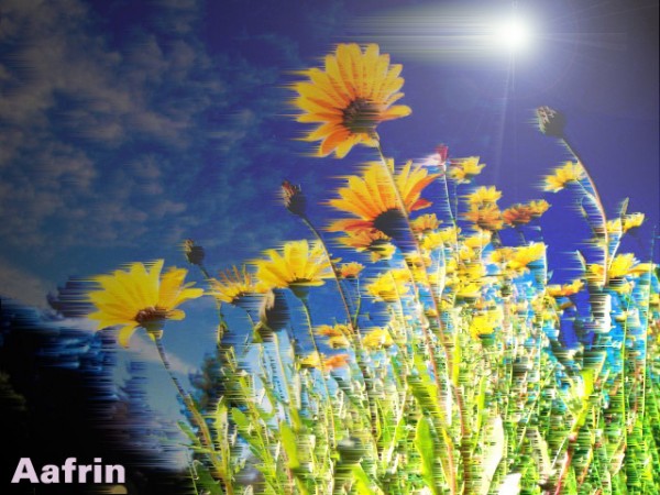 Digital Painting Of Sunflowers - DesiPainters.com
