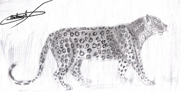 Pencil Sketch Of A Leopard - DesiPainters.com