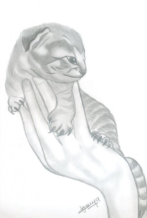 Pencil Sketch Of A Cute Kitten - DesiPainters.com