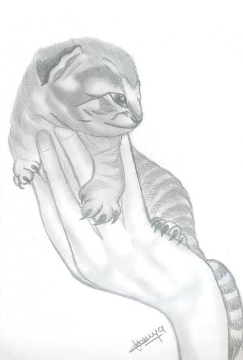 Pencil Sketch Of A Cute Kitten