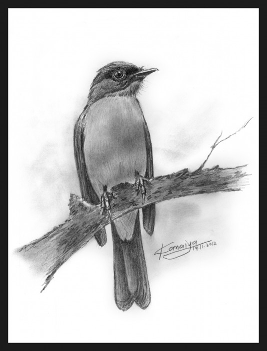 Pencil Sketch Of A Bird - DesiPainters.com