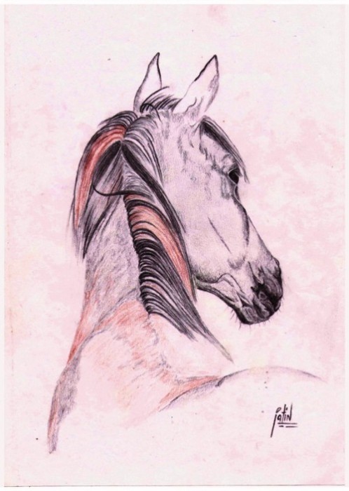 Pencil Sketch of Stallion Horse