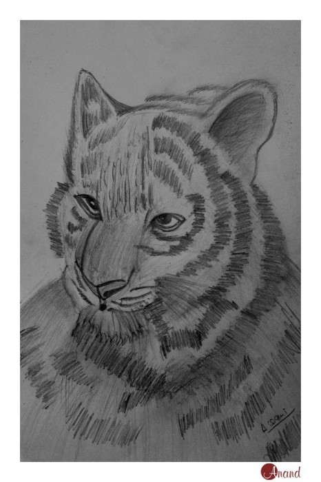 Pencil Sketch Of A Tiger - DesiPainters.com