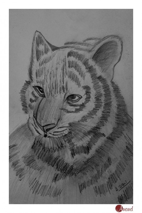 Pencil Sketch Of A Tiger - DesiPainters.com