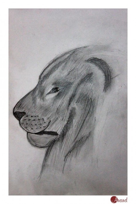 Sketch Of A Tiger's Side Pose
