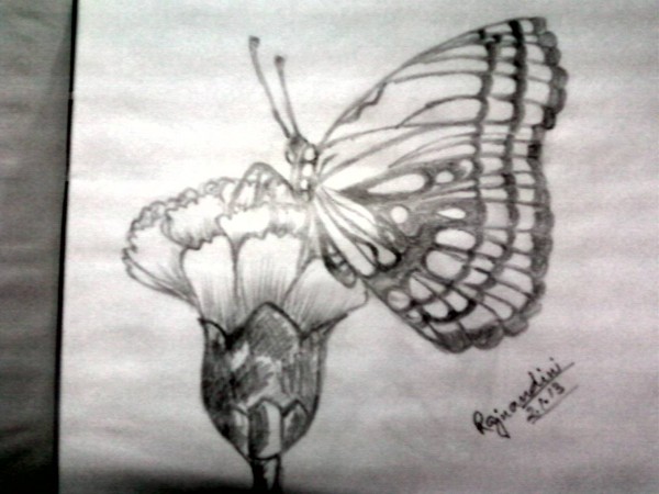 Sketch Of A Butterfly On A Flower - DesiPainters.com
