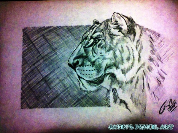 Sketch Of A Tiger By Jatin - DesiPainters.com
