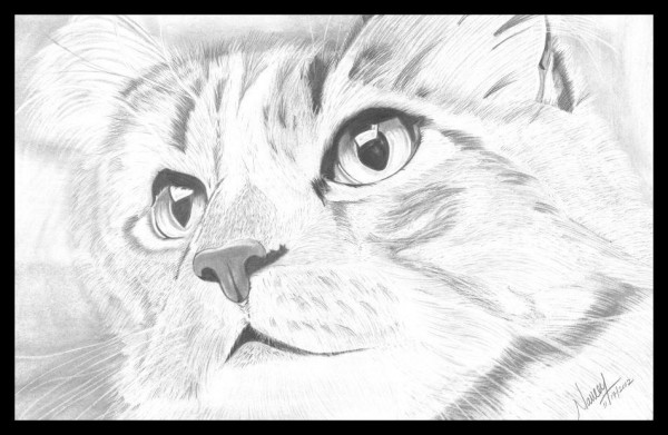 Pencil Sketch Of A Cat - DesiPainters.com