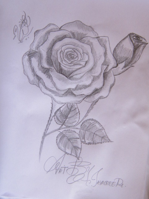 Pencil Sketch Of A Rose