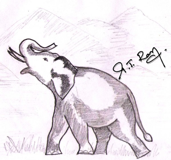 Pencil Sketch Of An Elephant - DesiPainters.com