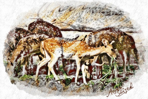 Deer Feeding - DesiPainters.com