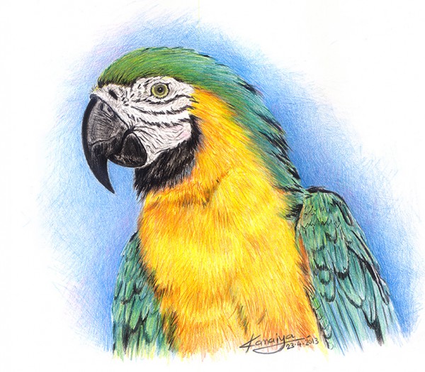 Painting Of A Parrot By Kanaiya Art - DesiPainters.com