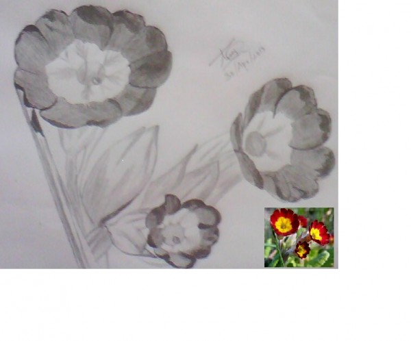 Pencil Sketch Of Primula Veris Flowers