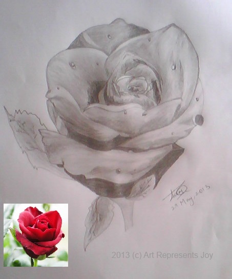 Pencil Sketch Of A Rose - DesiPainters.com