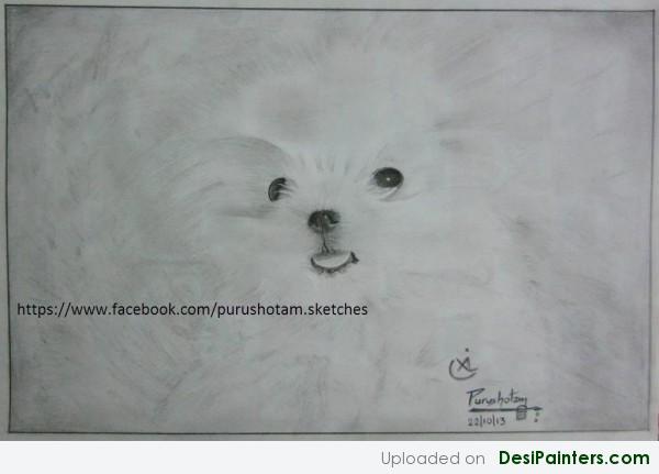 Pencil Sketch Of Puppy Dog - DesiPainters.com