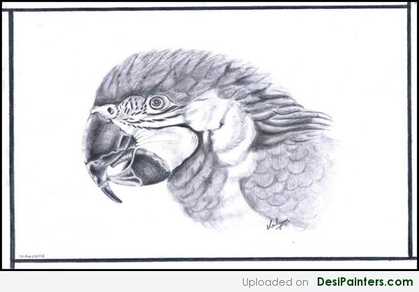Pencil Sketch Of A Parrot - DesiPainters.com